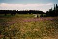 Meadows at Cedar Breaks